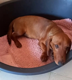 Cucciolo di bassotto