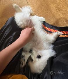 Volpino Spitz