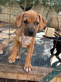 Cuccioli pit bull 2 mesi