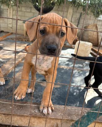 Cuccioli pit bull 2 mesi