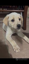 Cuccioli Labrador maremmano