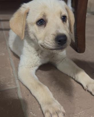 Cuccioli Labrador maremmano