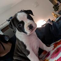 American Staffordshire Terrier