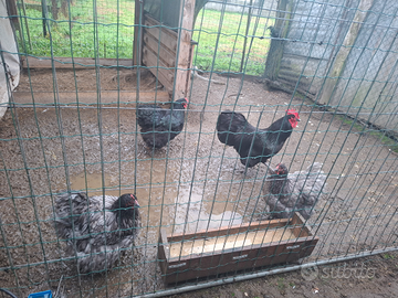 Australorp