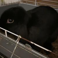 Coniglio ariete nano