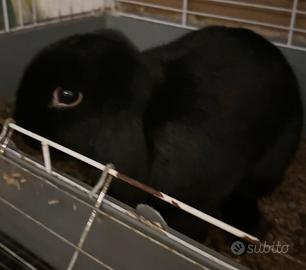 Coniglio ariete nano (maschio)