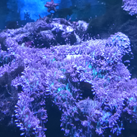 Rodactis verde fluo/rosa per acquario marino