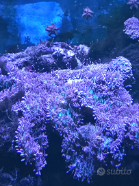 Rodactis verde fluo/rosa per acquario marino