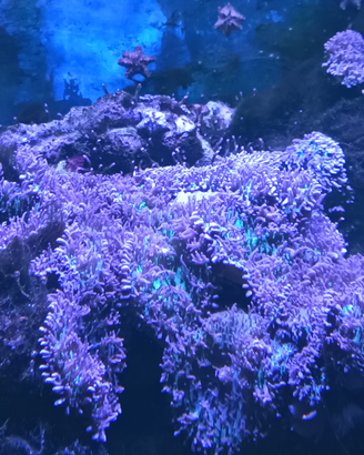 Rodactis verde fluo/rosa per acquario marino