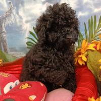 Cuccioli Disponibili Barboncino Colore Nero Black