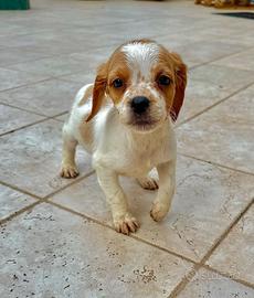 Cuccioli Épagneul breton di 2 mesi