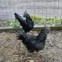 disponibili uova di cemani