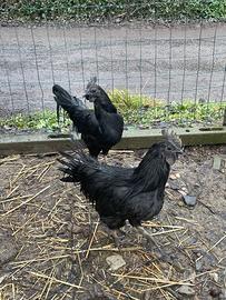 disponibili uova di cemani