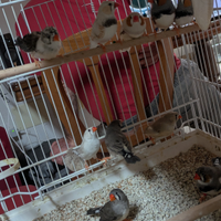 Diamantini mandarino