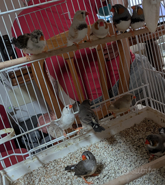 Diamantini mandarino