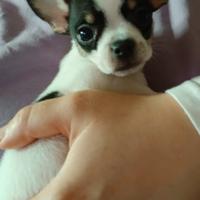 Adozione coppia recupero spese chihuahua obbligo s