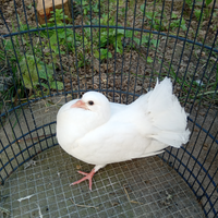 Picioni pavoncello sani e autonomi