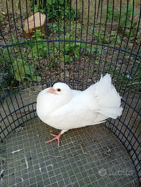 Picioni pavoncello sani e autonomi