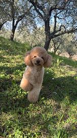 Disponibile per monta