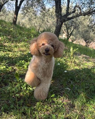 Disponibile per monta