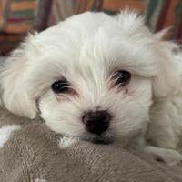 Cucciola maltese