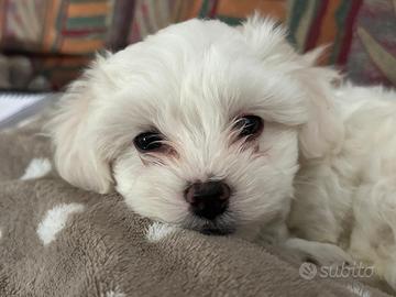Cucciola maltese
