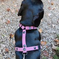 PETTORINA ad H per cani