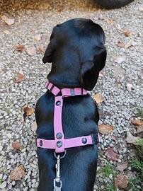 PETTORINA ad H per cani