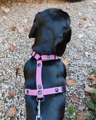 PETTORINA ad H per cani