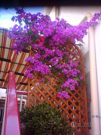 Ce.do 2 appartamentini attigui