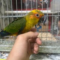 Conuro del sole
