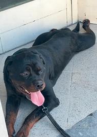 Rottweiler per monta