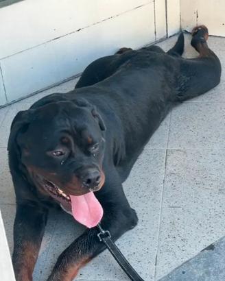 Rottweiler per monta