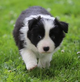Border collie alta genealogia