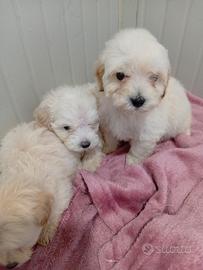 Maltipoo