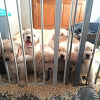 Cuccioli di Golden Retriever con Pedigree