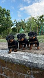 Cuccioli di rottweiler