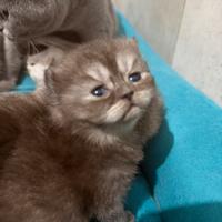 Cuccioli shorthair brithish