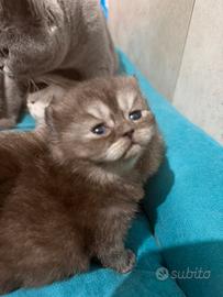 Cuccioli shorthair brithish