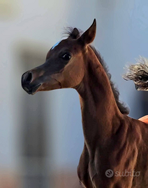 Puledro Arabo Purosangue