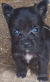 Cucciolo di chihuahua