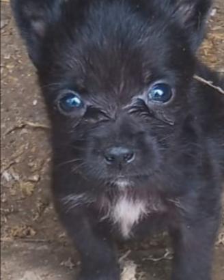Cucciolo di chihuahua