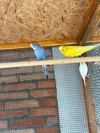 Cocorite coppie riproduttive