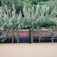 9 VASI TOSCANI IMPRUNETA