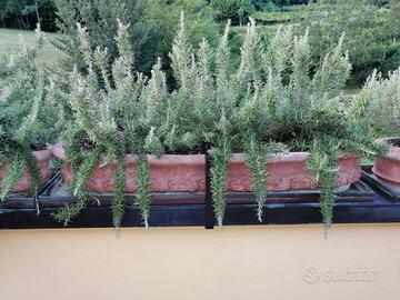 9 VASI TOSCANI IMPRUNETA