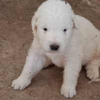 Cuccioli di cane da montagna dei Pirenei