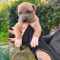 Pitbull