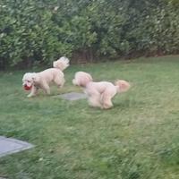 Dog sitter