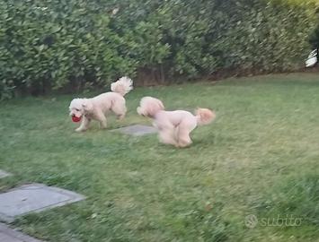Dog sitter
