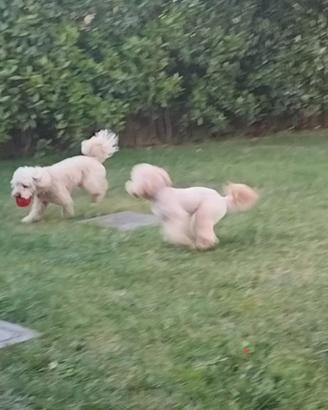 Dog sitter
